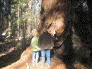 Sandy, Lee, and a Sequoia